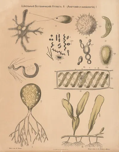 Plant cells by Alexander-Paul Henckel, 1905 — digital art print download