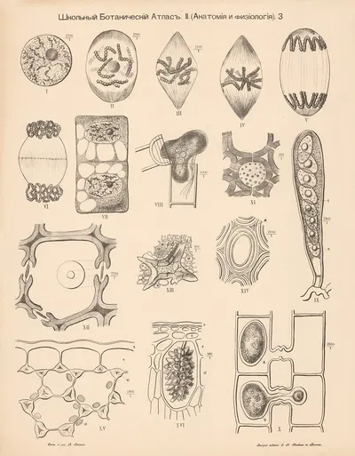 Cells by Alexander-Paul Henckel, 1905 — digital art print download