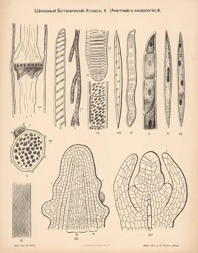 Stem tissue by Alexander-Paul Henckel, 1905 — digital art print download