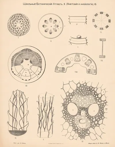 Vascular formation by Alexander-Paul Henckel, 1905 — digital art print download