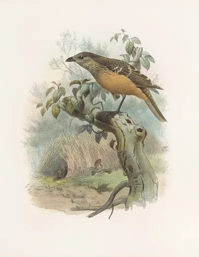 Chlamydodera cervineiventris by Daniel Giraud Elliot, 1873 — digital art print download