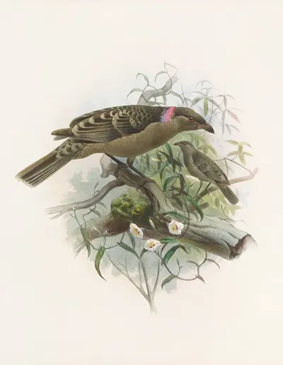 Chlamydodera nuchalis by Daniel Giraud Elliot, 1873 — digital art print download