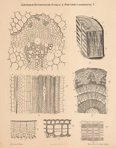 Wood from trees, annual rings by Alexander-Paul Henckel, 1905 — digital art print download