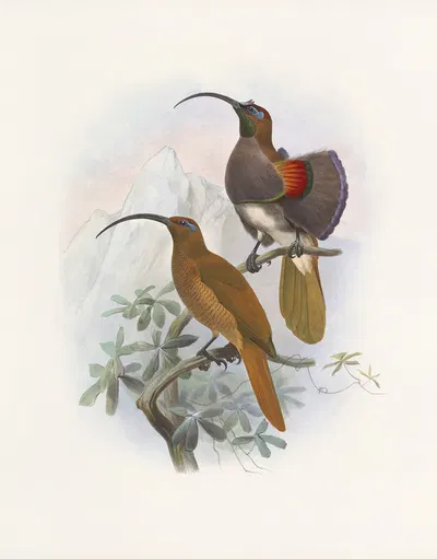 Drepanornis Albertis by Daniel Giraud Elliot, 1873 — digital art print download