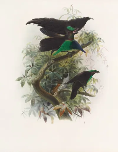 Lophorina atra by Daniel Giraud Elliot, 1873 — digital art print download