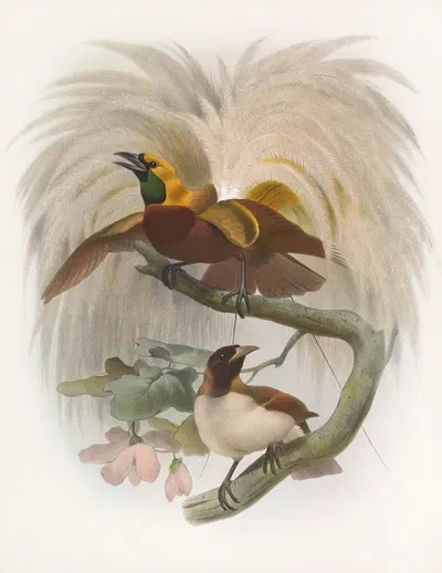 Paradisea minor by Daniel Giraud Elliot, 1873 — digital art print download