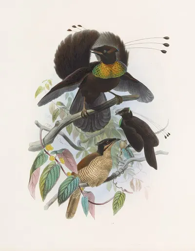 Parotia sexpennis by Daniel Giraud Elliot, 1873 — digital art print download