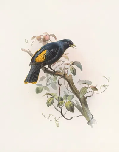 Ptilonorhynchus Rawnsleyi by Daniel Giraud Elliot, 1873 — digital art print download