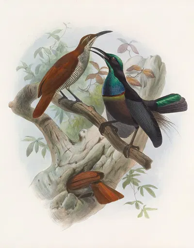 Ptiloris magnificus by Daniel Giraud Elliot, 1873 — digital art print download
