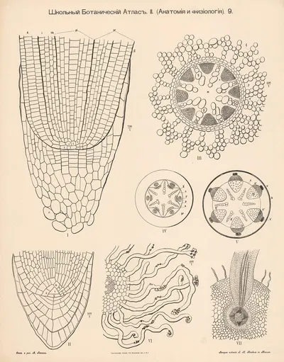 Plant tissue by Alexander-Paul Henckel, 1905 — digital art print download