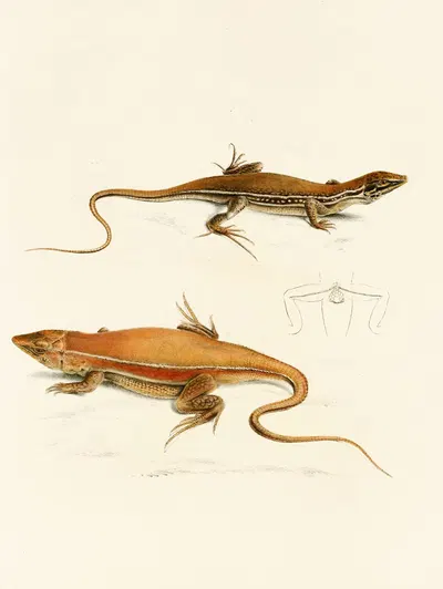 Acanthodactylus Capensis by Sir Andrew Smith, 1838-1849 — digital art print download