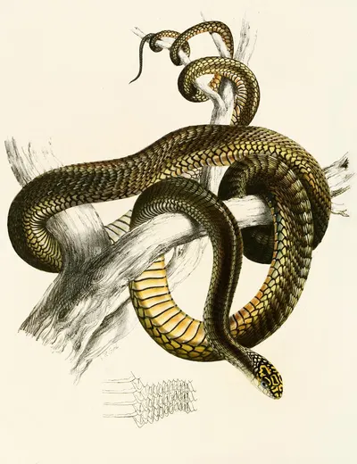 Bucephalus Capensis Var A. by Sir Andrew Smith, 1838-1849 — digital art print download