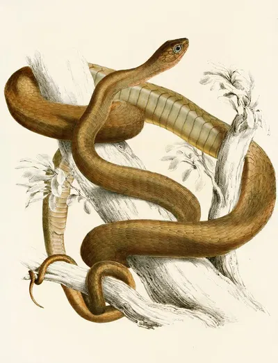 Bucephalus Capensis Var B. by Sir Andrew Smith, 1838-1849 — digital art print download
