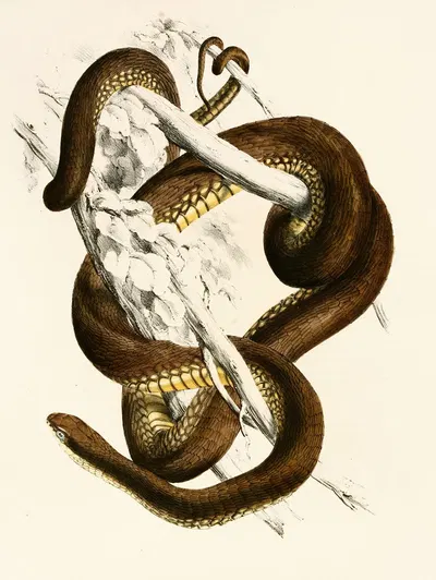 Bucephalus Capensis by Sir Andrew Smith, 1838-1849 — digital art print download
