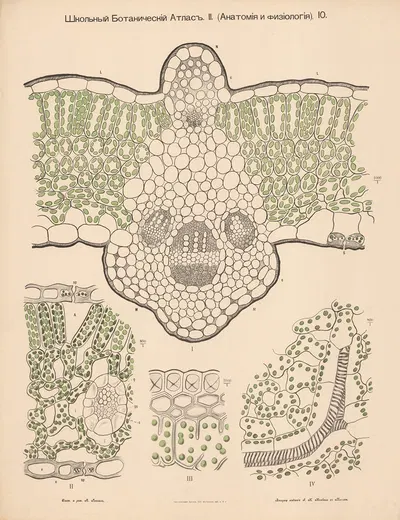 Chloroplast by Alexander-Paul Henckel, 1905 — digital art print download