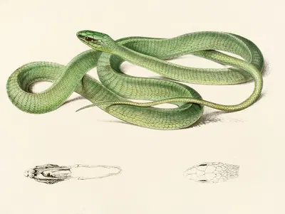 Bucephalus Viridis by Sir Andrew Smith, 1838-1849 — digital art print download