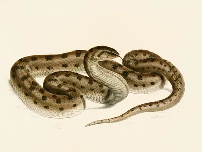 Coluber Canus Var. A by Sir Andrew Smith, 1838-1849 — digital art print download