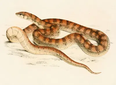Coluber Canus Var. B by Sir Andrew Smith, 1838-1849 — digital art print download