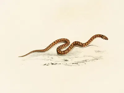 Coluber Canus Young by Sir Andrew Smith, 1838-1849 — digital art print download