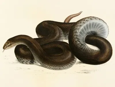 Coluber Canus by Sir Andrew Smith, 1838-1849 — digital art print download