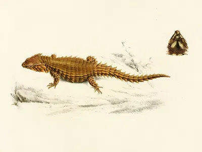 Cordylus Cataphractus by Sir Andrew Smith, 1838-1849 — digital art print download