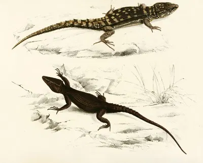 Cordylus Fasciatus, Cordylus Capdensis by Sir Andrew Smith, 1838-1849 — digital art print download