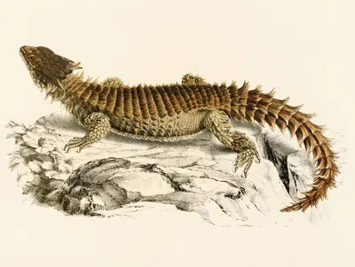 Cordylus Giganteus by Sir Andrew Smith, 1838-1849 — digital art print download