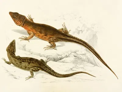 Cordylus Microlepidotus (Male and Female) by Sir Andrew Smith, 1838-1849 — digital art print download