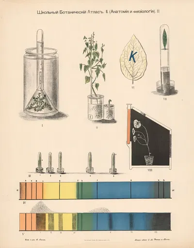 Photosynthesis by Alexander-Paul Henckel, 1905 — digital art print download