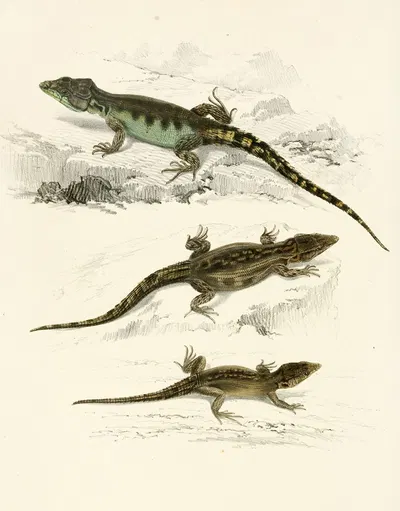 Cordylus Microlepidotus (Male, Female, Young) by Sir Andrew Smith, 1838-1849 — digital art print download