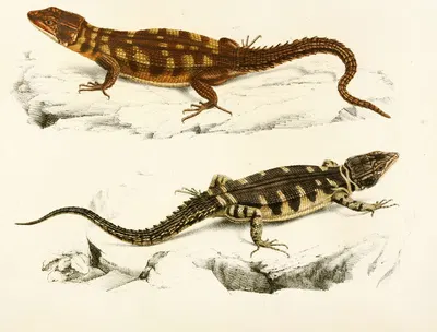 Cordylus Microlepidotus by Sir Andrew Smith, 1838-1849 — digital art print download