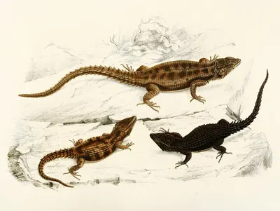 Cordylus Polyzonus, Cordylus Griseus var. by Sir Andrew Smith, 1838-1849 — digital art print download