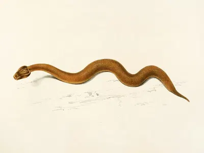 Enchida Inornata by Sir Andrew Smith, 1838-1849 — digital art print download