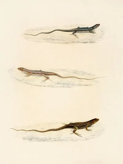 Eremias Annulifera, Eremias Fulchra, Eremias Formosa by Sir Andrew Smith, 1838-1849 — digital art print download