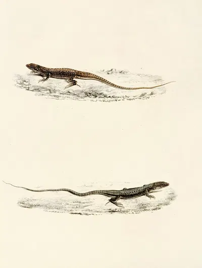 Eremias Burchellii, Eremias Capensis by Sir Andrew Smith, 1838-1849 — digital art print download