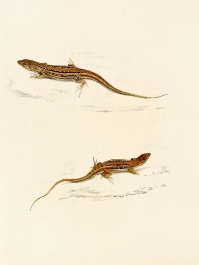 Eremias Knoxii, Eremias Lineo-Ocellata by Sir Andrew Smith, 1838-1849 — digital art print download