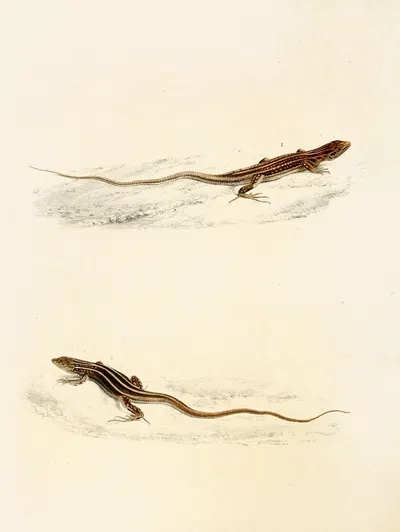 Eremias Laticeps, Eremias Lugubris by Sir Andrew Smith, 1838-1849 — digital art print download