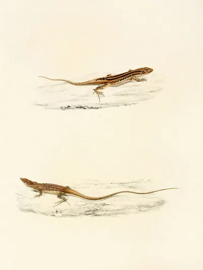 Eremias Undata, Eremias Namaquensis by Sir Andrew Smith, 1838-1849 — digital art print download