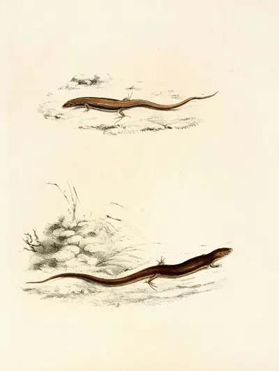 Gerrhosaurus Sepiformis, Gerrhosaurus Subtessellatus by Sir Andrew Smith, 1838-1849 — digital art print download