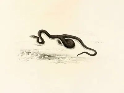 Lycodon Capensis by Sir Andrew Smith, 1838-1849 — digital art print download