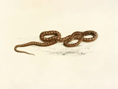 Lycodon Guttatus by Sir Andrew Smith, 1838-1849 — digital art print download