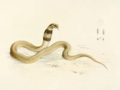 Naia Haje (Young) by Sir Andrew Smith, 1838-1849 — digital art print download