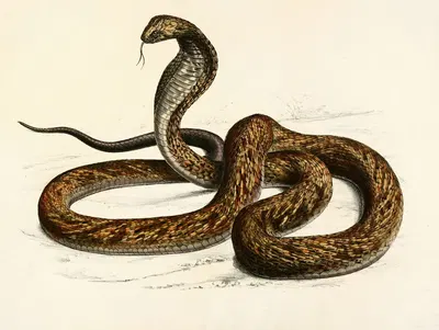 Naia Haje Var. B by Sir Andrew Smith, 1838-1849 — digital art print download