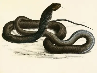 Naia Haje Var. C by Sir Andrew Smith, 1838-1849 — digital art print download