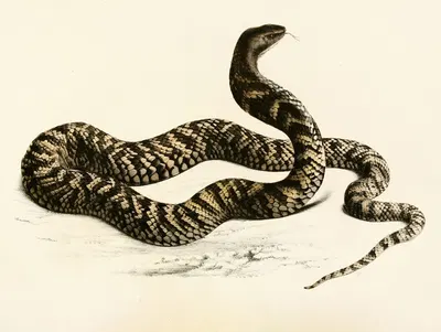 Naja Haemachates by Sir Andrew Smith, 1838-1849 — digital art print download