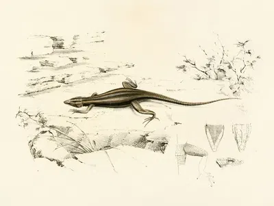 Platysaurus Capensis by Sir Andrew Smith, 1838-1849 — digital art print download