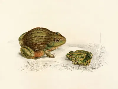 Pyxicephalus Adspersus (Adult, Young) by Sir Andrew Smith, 1838-1849 — digital art print download