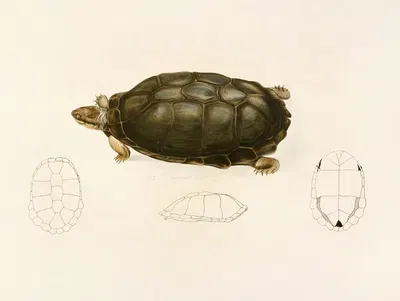 Sternotherus Sinuatus by Sir Andrew Smith, 1838-1849 — digital art print download