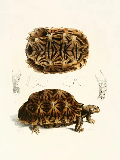 Testudo Semiserrata by Sir Andrew Smith, 1838-1849 — digital art print download
