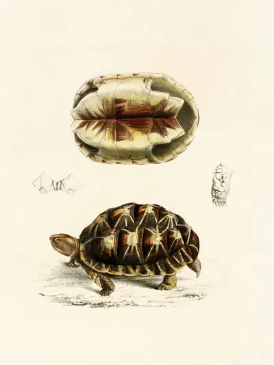 Testudo Verroxii by Sir Andrew Smith, 1838-1849 — digital art print download